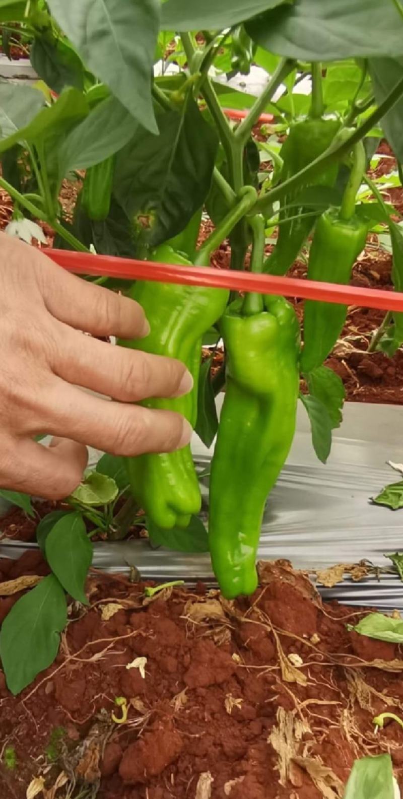 湛江徐闻薄皮泡王稳定一手货源按需分拣。
