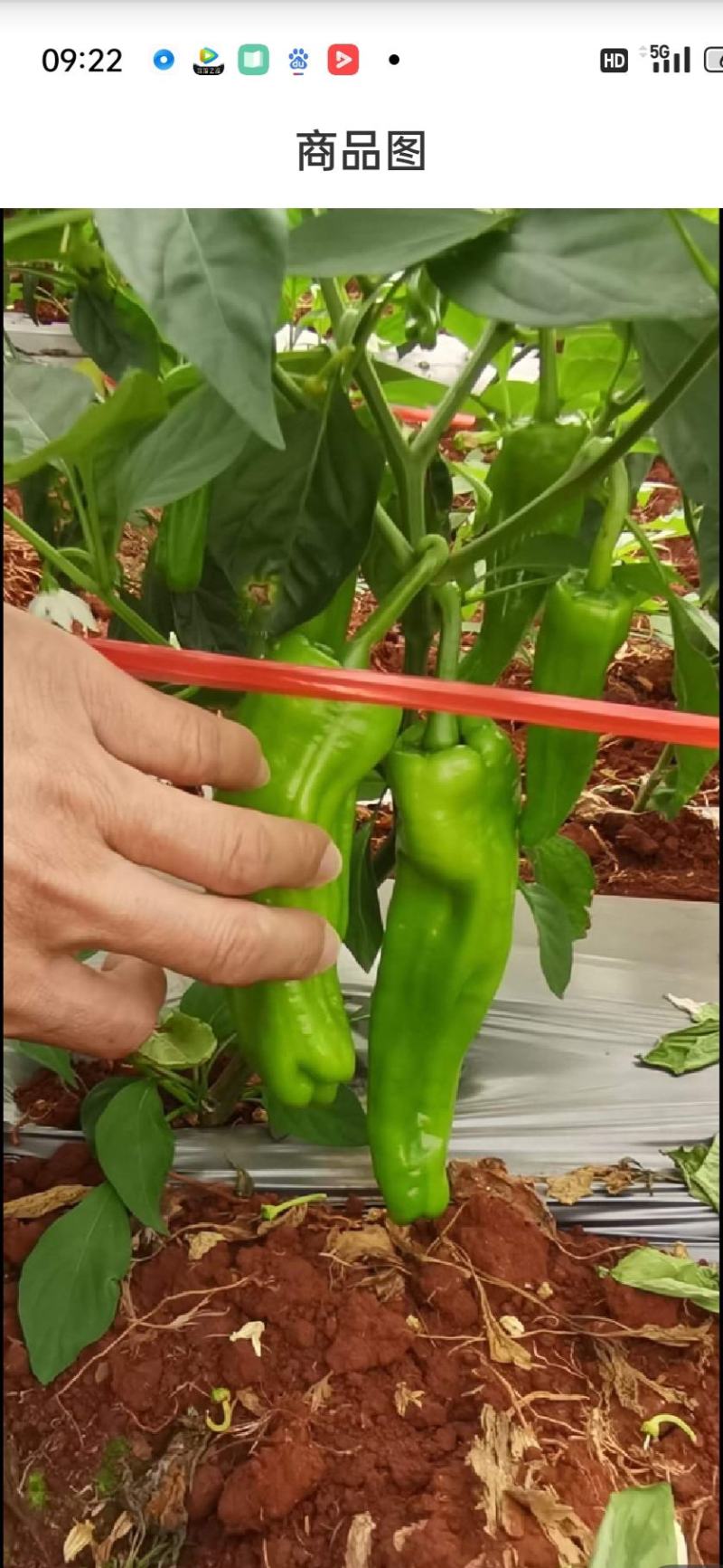 湛江徐闻薄皮泡王稳定一手货源按需分拣。
