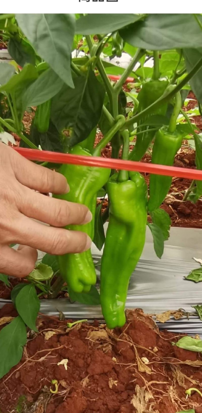 湛江徐闻薄皮泡王稳定一手货源按需分拣。
