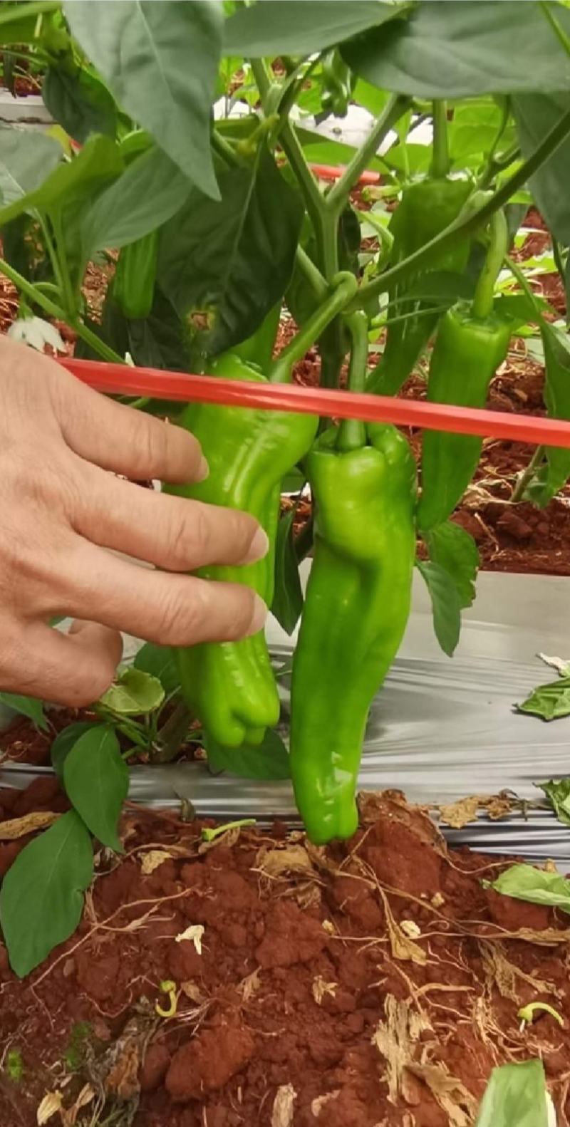 湛江徐闻薄皮泡王稳定一手货源按需分拣。