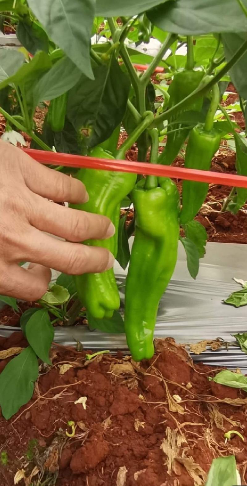 湛江徐闻薄皮泡王稳定一手货源按需分拣。