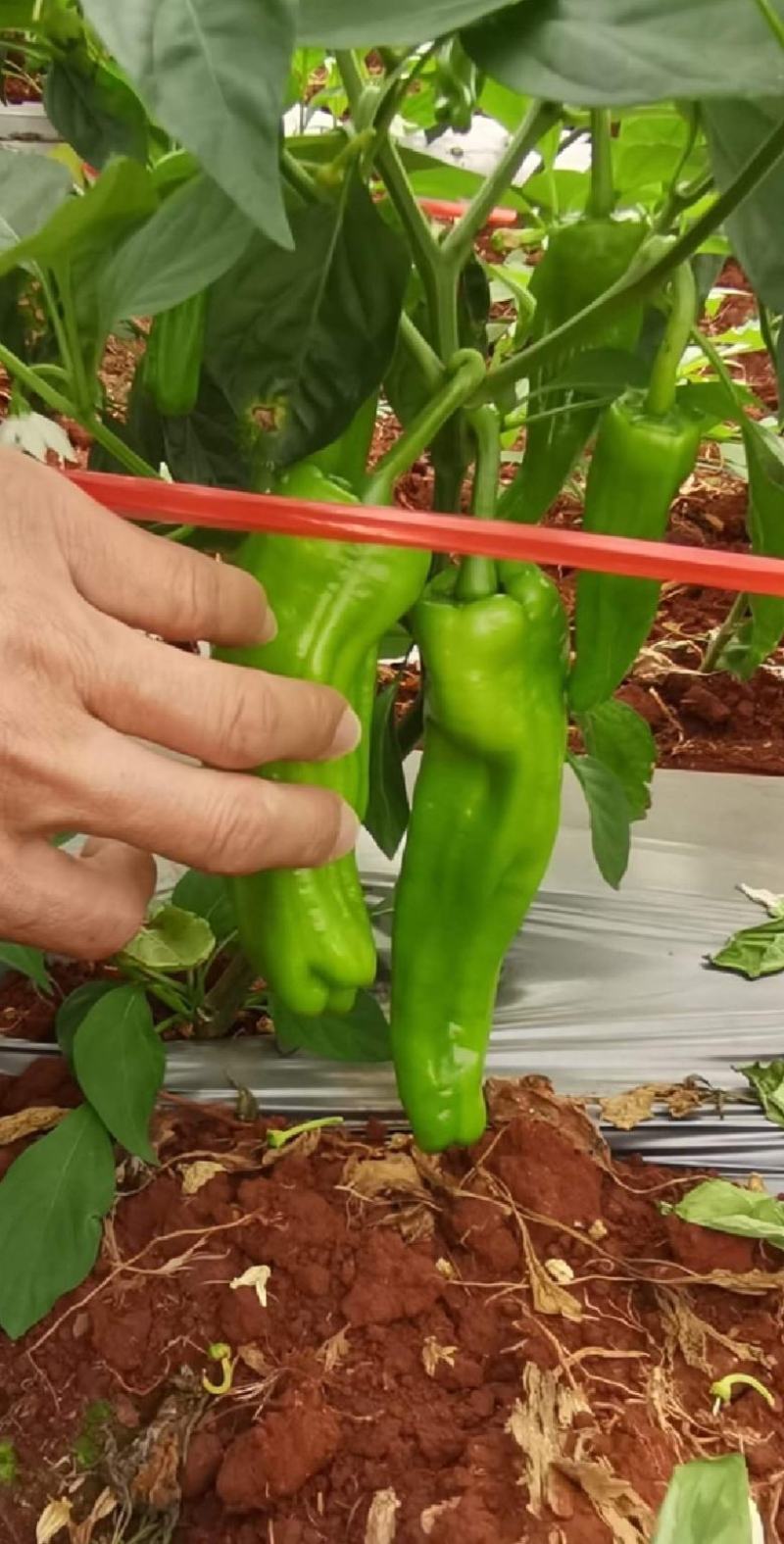 湛江徐闻薄皮泡王稳定一手货源按需分拣。