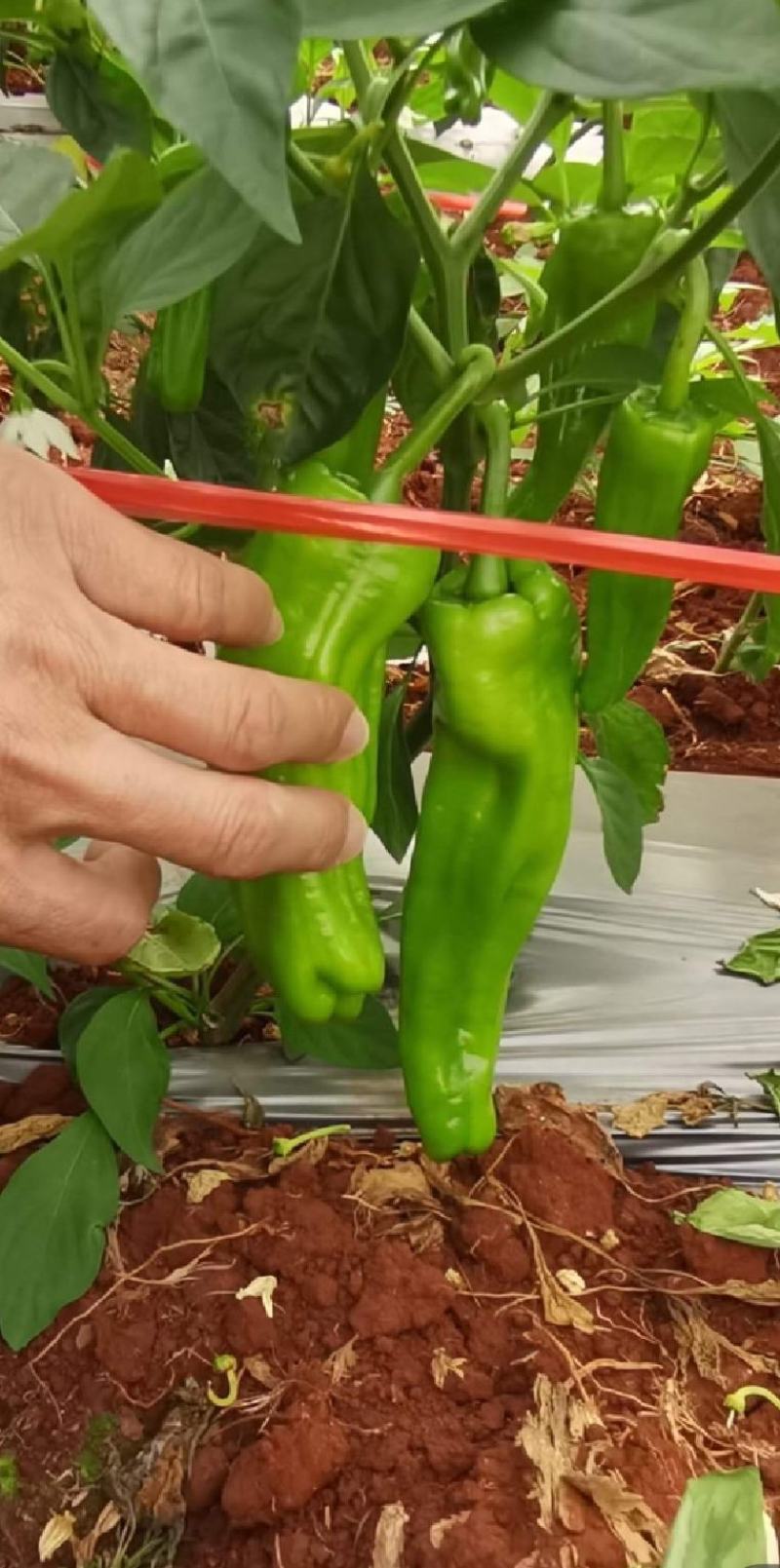湛江徐闻薄皮泡王稳定一手货源按需分拣。