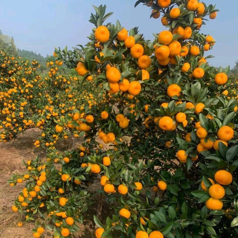 🍊广西精品南丰蜜桔大量上市中诚信代办果靓价优