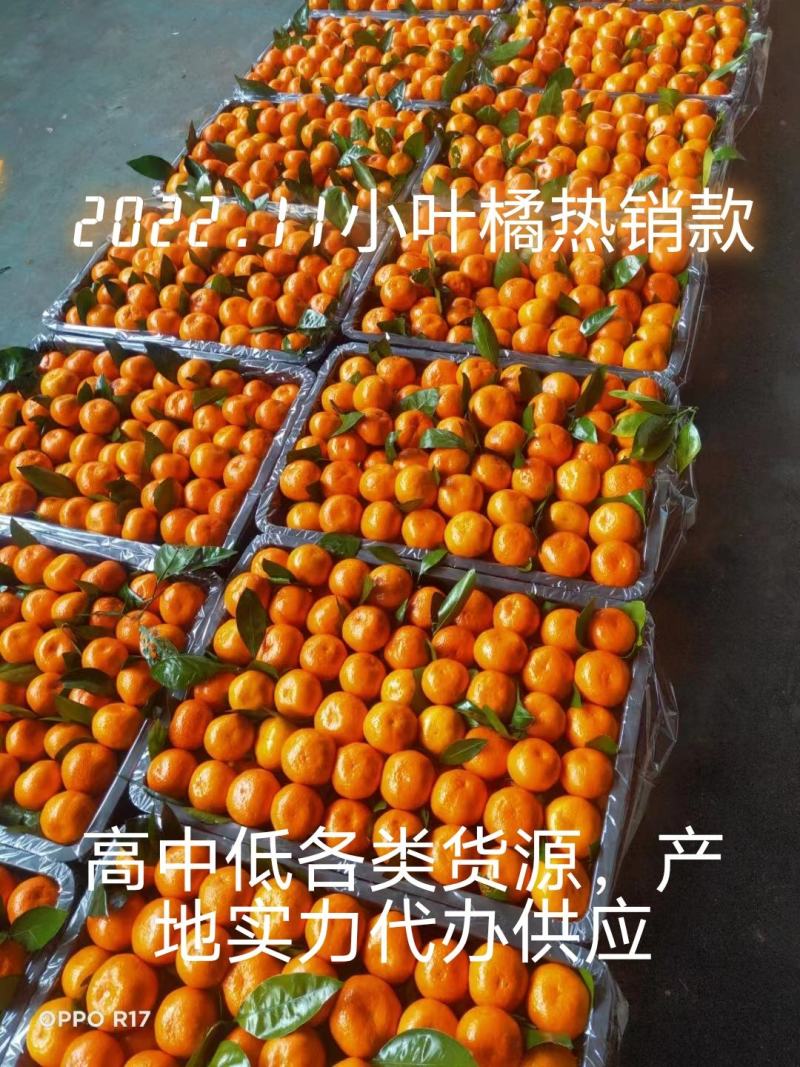 砂糖橘小叶橘贡桔产地直销货真价实按需采摘整车发货