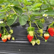 建德红草莓苗，高产，特早熟，高抗病，甜度高，硬度大