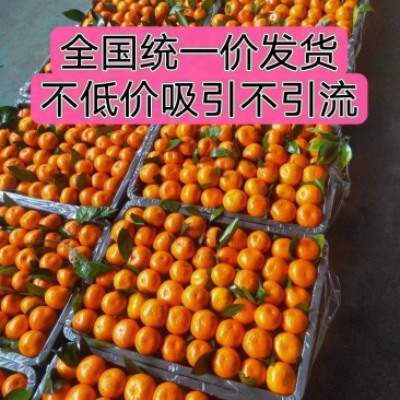 砂糖橘小叶橘贡桔产地直销货真价实按需采摘整车发货
