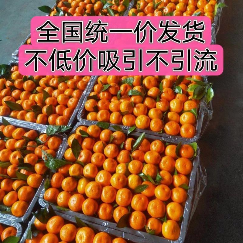 砂糖橘小叶橘贡桔产地直销货真价实按需采摘整车发货