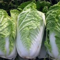 大白菜