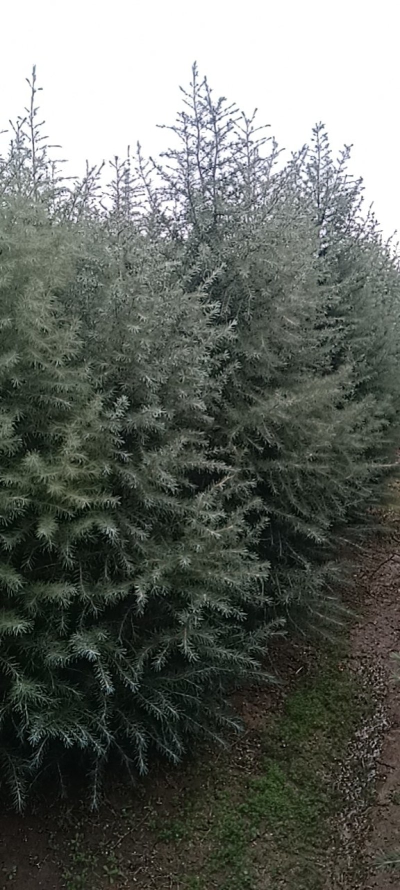 喜玛拉雅雪松