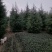 喜玛拉雅雪松