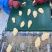 批发出售深海鳕鱼排各种规格齐全