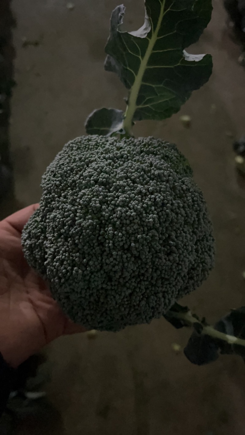 【力推】万亩蔬菜产地大量西蓝花上市质量好全国发货全国接单