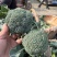 【力推】万亩蔬菜产地大量西蓝花上市质量好全国发货全国接单