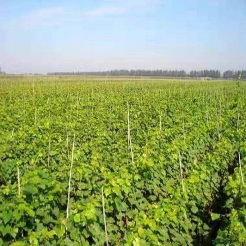 阳光玫瑰葡萄苗占木有5bb夏黑3309贝达根系南北方种植
