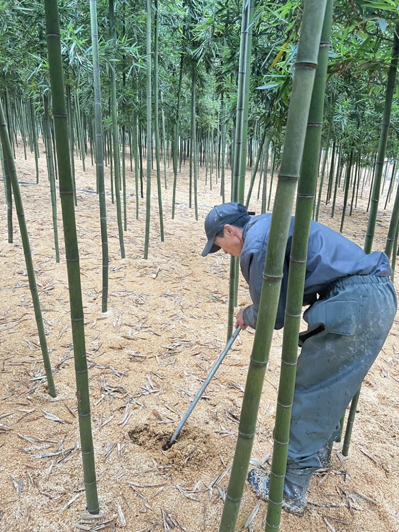 雷竹春笋上市啦！重庆市大足区龙水镇2千多亩雷竹基地！