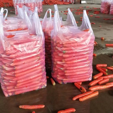 甘肃本地现拔胡萝卜/水洗/量大价优/可视频看货/欢迎咨询