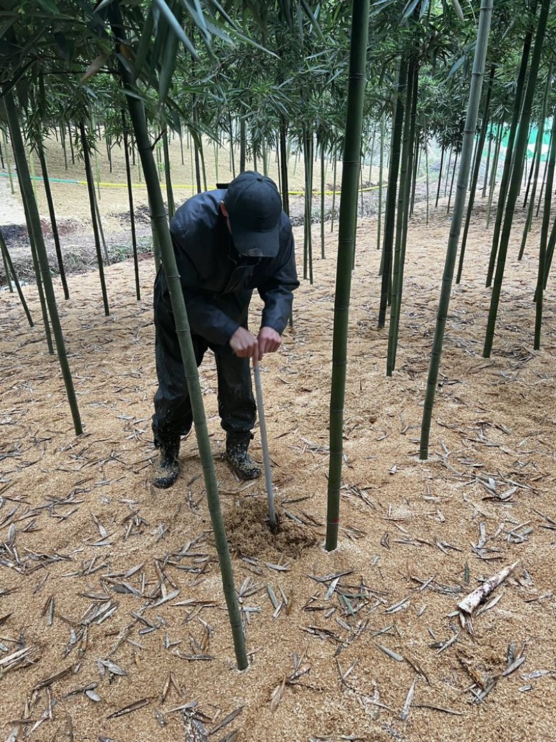 雷竹春笋上市啦！重庆市大足区龙水镇2千多亩雷竹基地！