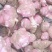 河南精品洋姜品质菊芋量大质优一手货源菊芋价格优惠