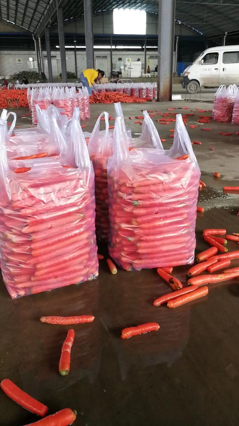 甘肃本地现拔胡萝卜/水洗/量大价优/可视频看货/欢迎咨询