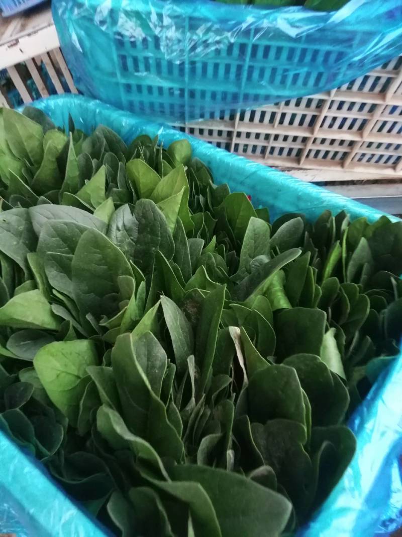 求购黄瓜苗，德瑞特系黄瓜苗，谁有德瑞特黄瓜苗联系我吧！