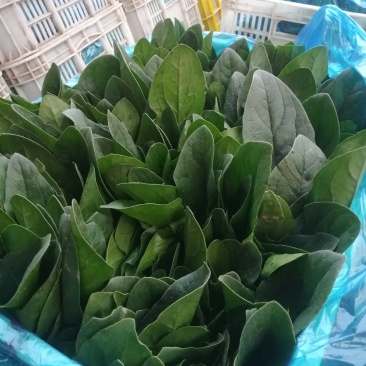 求购黄瓜苗，德瑞特系黄瓜苗，谁有德瑞特黄瓜苗联系我吧！