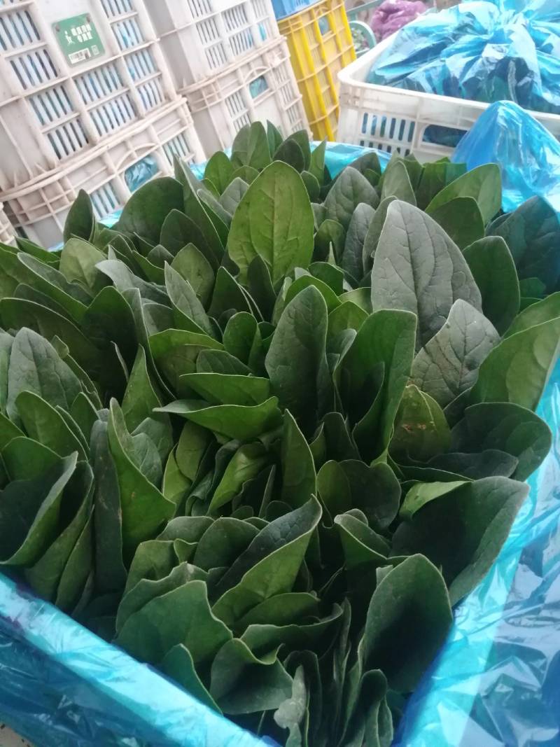 求购黄瓜苗，德瑞特系黄瓜苗，谁有德瑞特黄瓜苗联系我吧！