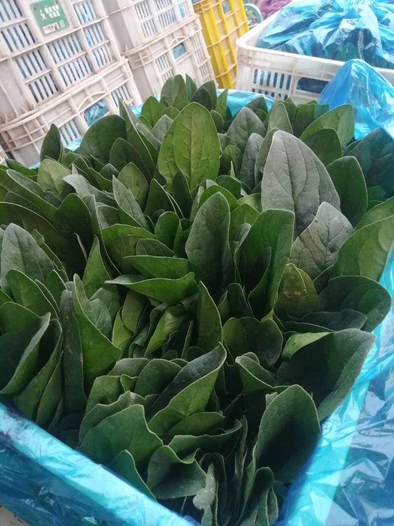 求购黄瓜苗，德瑞特系黄瓜苗，谁有德瑞特黄瓜苗联系我吧！