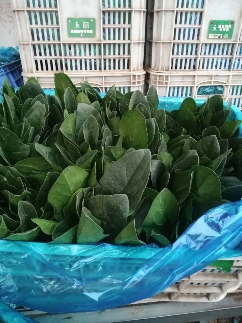 求购黄瓜苗，德瑞特系黄瓜苗，谁有德瑞特黄瓜苗联系我吧！