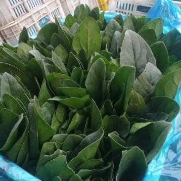 精品波菜香菜大量有货