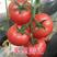 番茄苗越冬西红柿苗耐寒，进口番茄种子西红柿苗