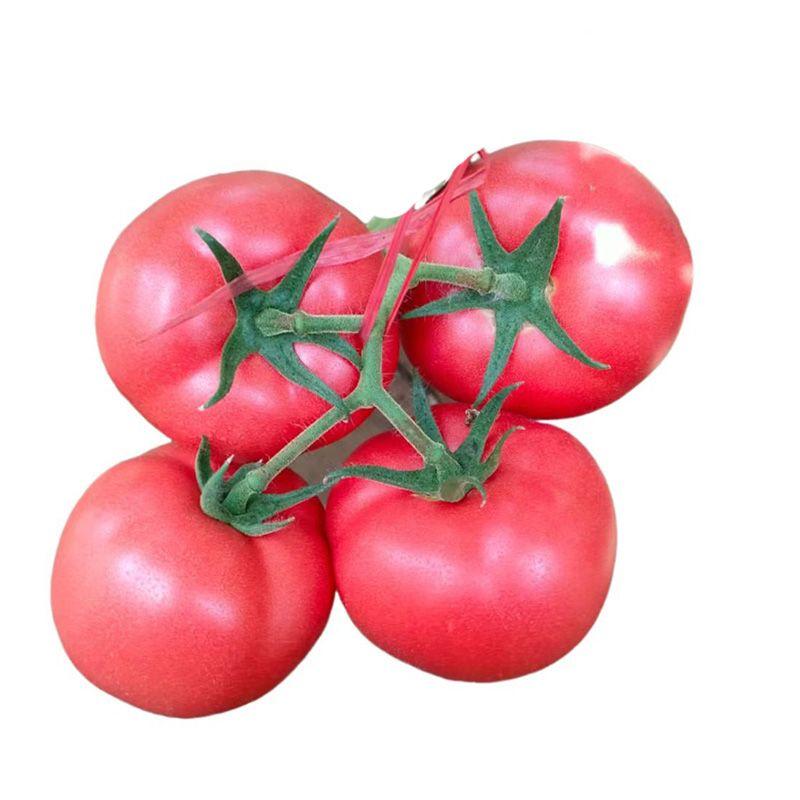 番茄苗越冬西红柿苗耐寒，进口番茄种子西红柿苗