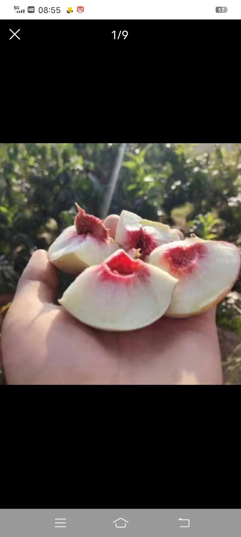 云南大理冬桃，自家果园，现摘现发，保质保量，香甜清脆。