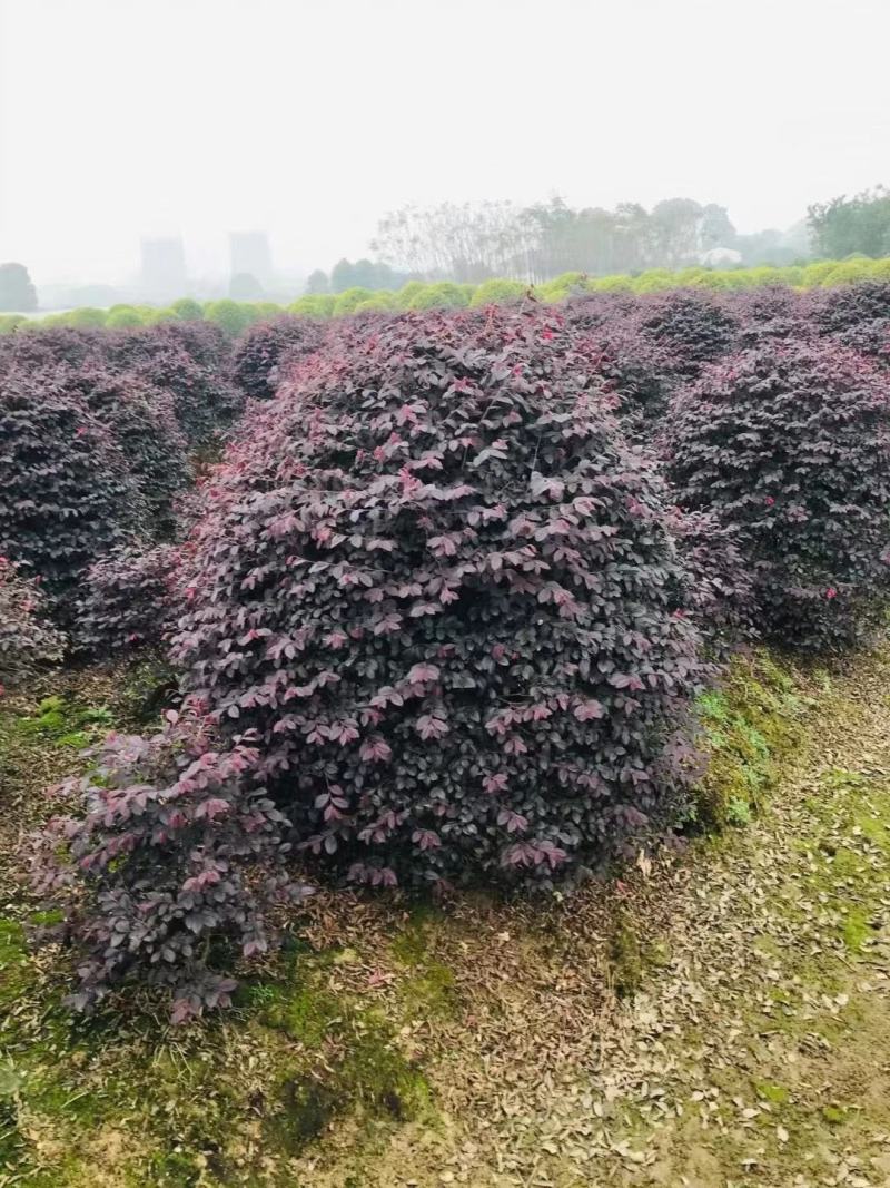 红花继木球40-220cm冠，密实球精修