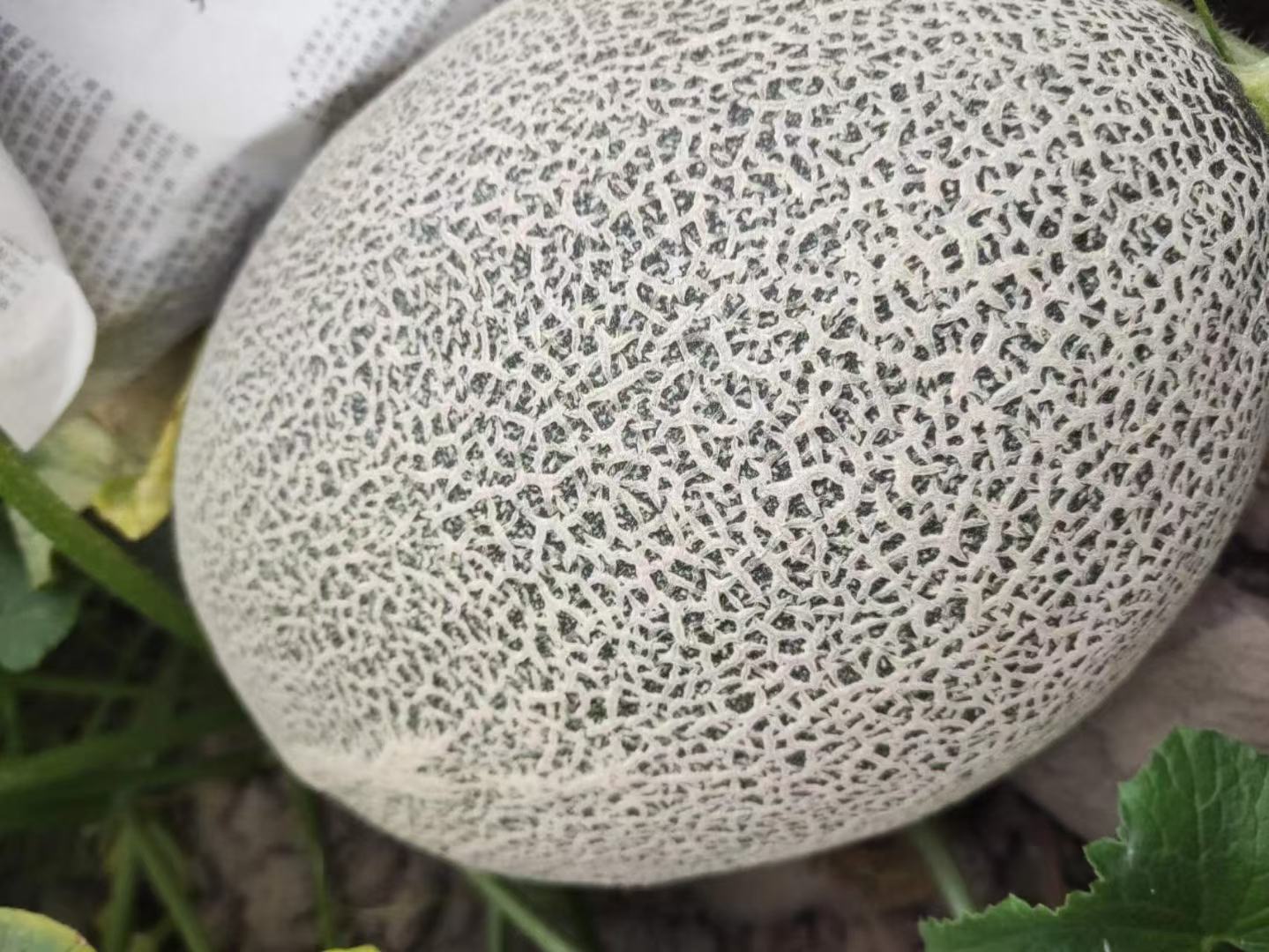 柱状图对比哈密瓜、西瓜、苹果、香蕉的嘌呤含量、果糖含量及钾含量,突出哈密瓜的低嘌呤优势 哈密瓜与其他水果对比图表