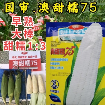 澳甜糯75糯玉米种子早熟大棒甜加糯春秋白糯粘玉米种子