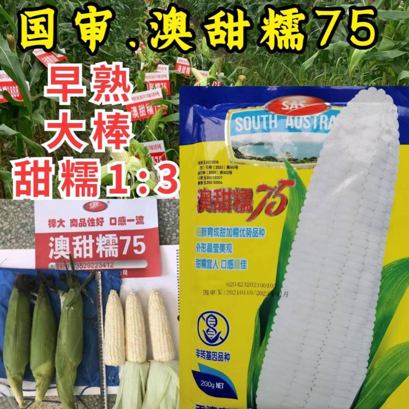 澳甜糯75糯玉米种子早熟大棒甜加糯春秋白糯粘玉米种子