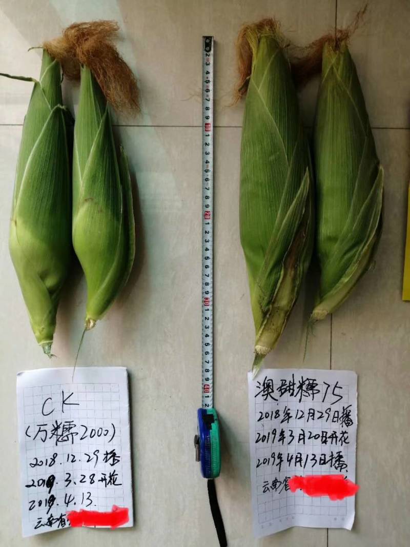 澳甜糯75糯玉米种子早熟大棒甜加糯春秋白糯粘玉米种子