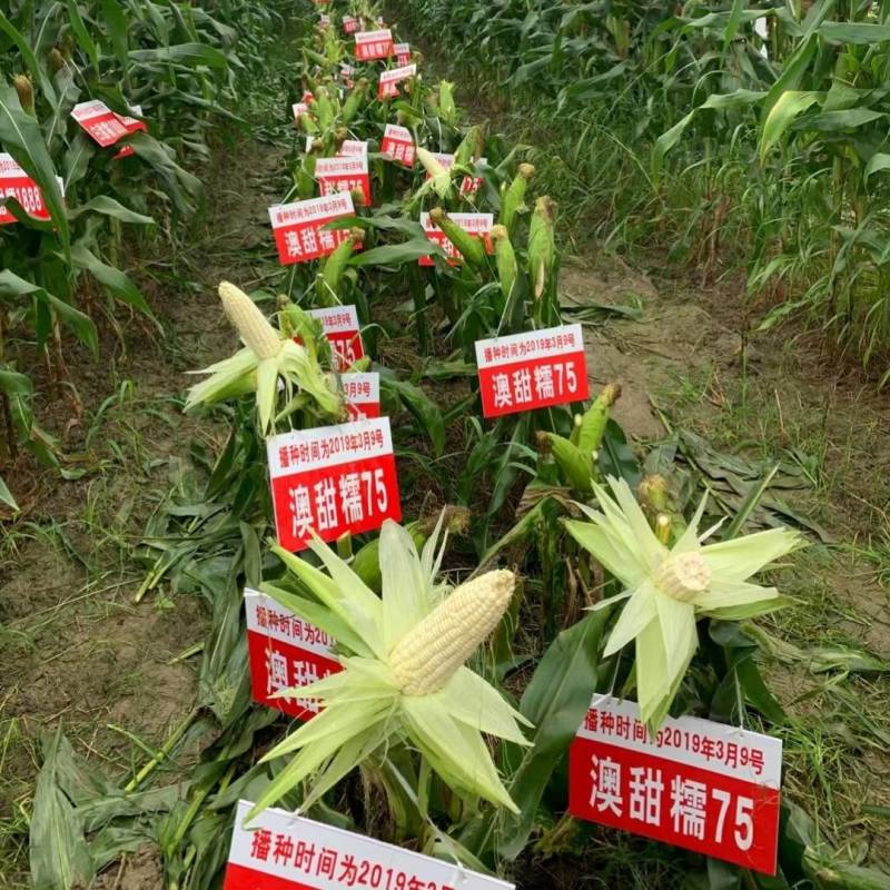 澳甜糯75糯玉米种子早熟大棒甜加糯春秋白糯粘玉米种子