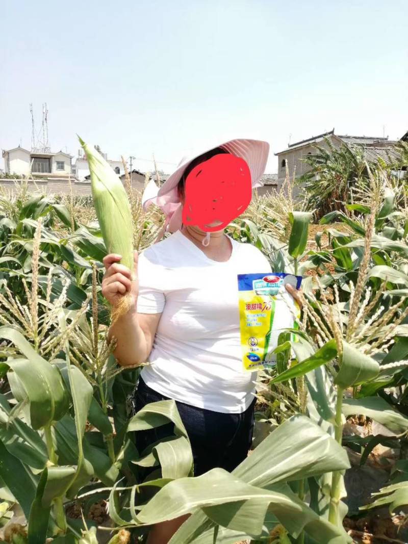 澳甜糯75糯玉米种子早熟大棒甜加糯春秋白糯粘玉米种子