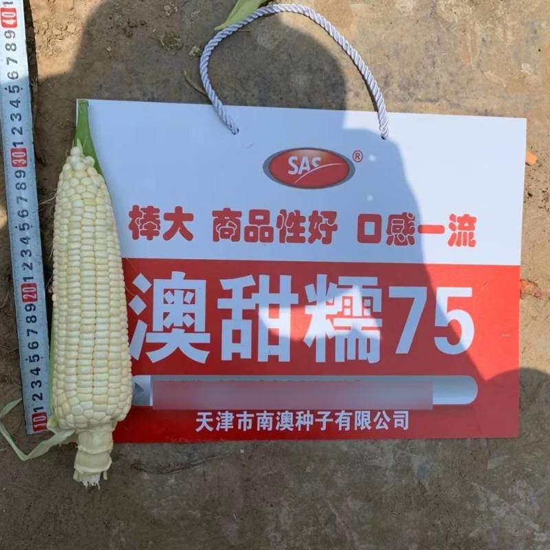 澳甜糯75糯玉米种子早熟大棒甜加糯春秋白糯粘玉米种子