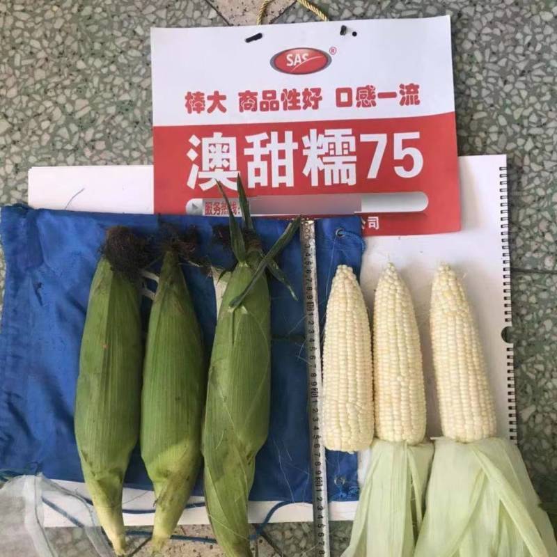 澳甜糯75糯玉米种子早熟大棒甜加糯春秋白糯粘玉米种子