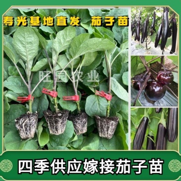 茄子苗嫁接茄子苗种子紫黑色圆茄绿萼长茄苗嫁接茄子苗