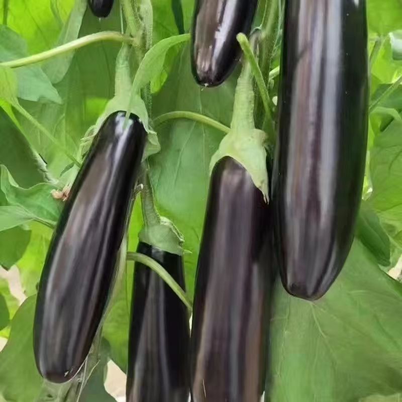 茄子苗嫁接茄子苗种子紫黑色圆茄绿萼长茄苗嫁接茄子苗