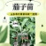 茄子苗嫁接茄子苗种子紫黑色圆茄绿萼长茄苗嫁接茄子苗