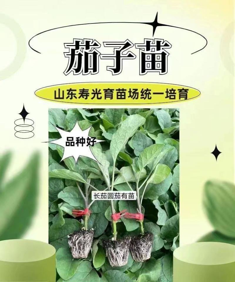 茄子苗嫁接茄子苗种子紫黑色圆茄绿萼长茄苗嫁接茄子苗