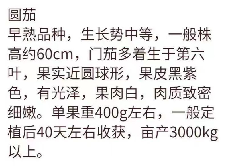 茄子苗嫁接茄子苗种子紫黑色圆茄绿萼长茄苗嫁接茄子苗