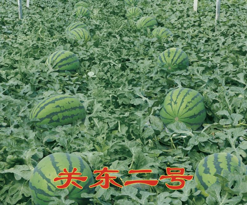 关东二号大地雷，硬瓤深色皮，特抗病，大果型，耐运输
