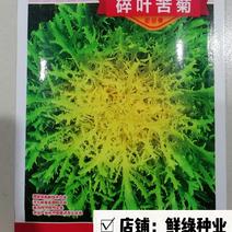 碎叶苦菊耐热耐寒外叶色绿叶碎多皱适应性广商品性