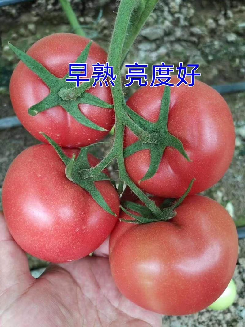 番茄苗早春西红柿苗早熟抗病毒进口番茄苗早春大果西红柿苗
